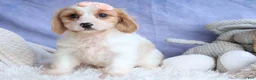Cavachon dogs for sale: RHODA - Ad 10