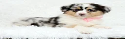 Australian Shepherd dogs for sale: Rosie - Ad 5