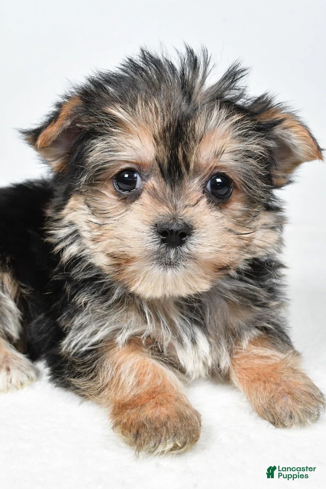 Morkie dogs for sale: Reba - Ad 3