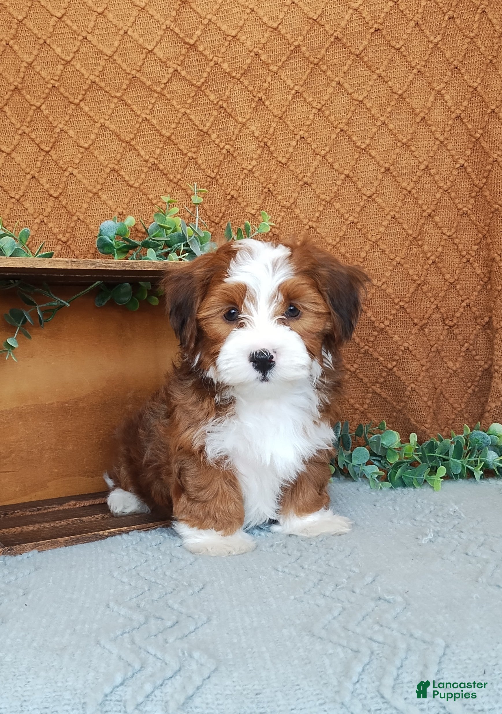 Havanese dogs Kyle  - Ad 2
