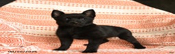 Schipperke dogs for sale: Silly - Ad 4