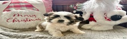 Shih Tzu dogs for sale: Pepper  - Ad 3
