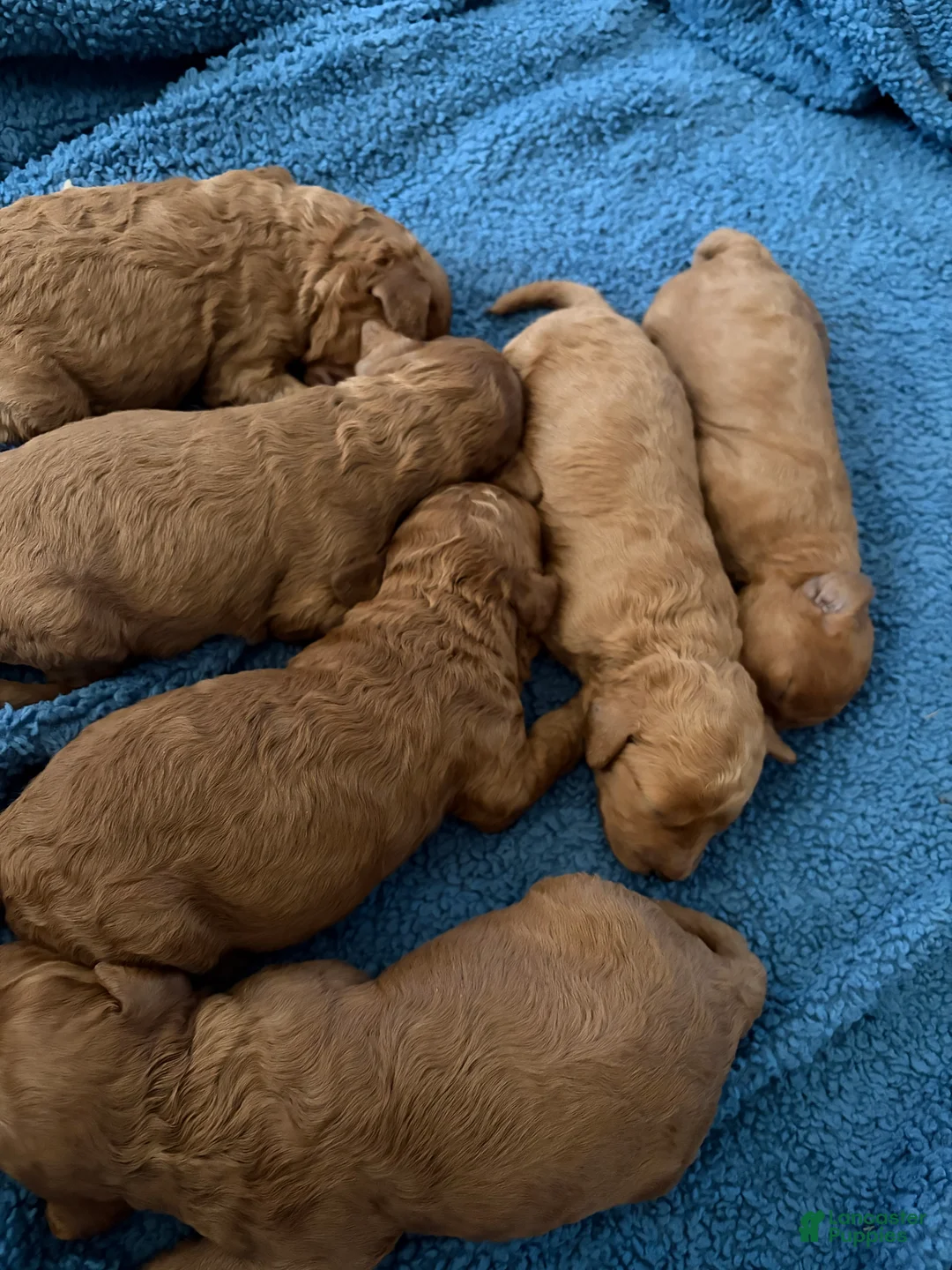 Mini Goldendoodle dogs for sale: Mini Goldendoodle Puppy 6 - Ad 1