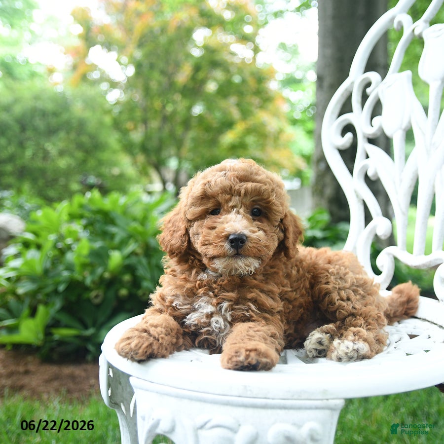 Miniature Poodle dogs Cooper - Ad 1