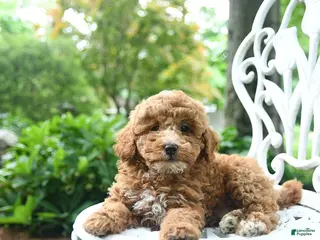 Miniature Poodle dogs for sale: Cooper - Ad 1