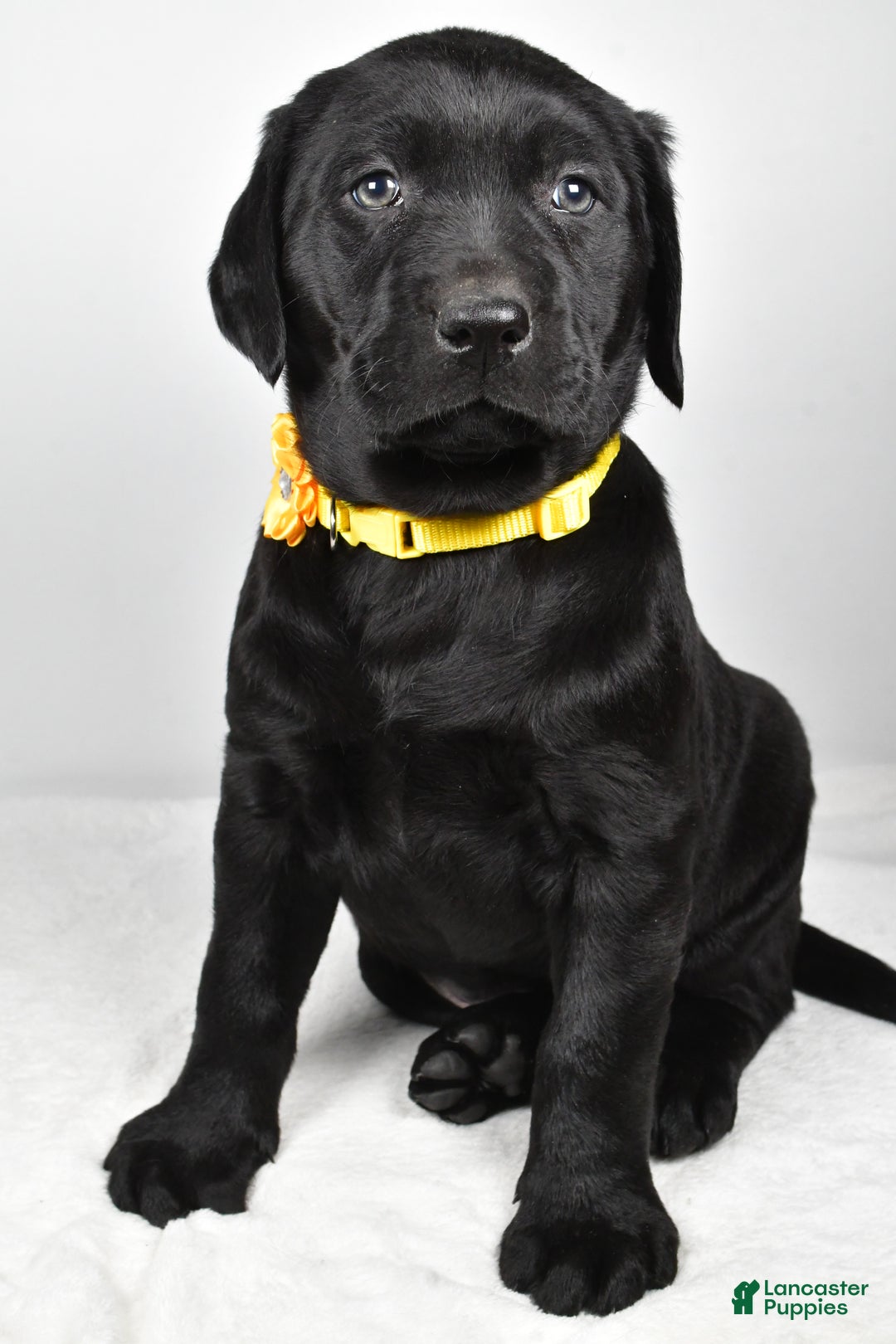 Labrador Retriever dogs for sale: Nellie - Ad 7