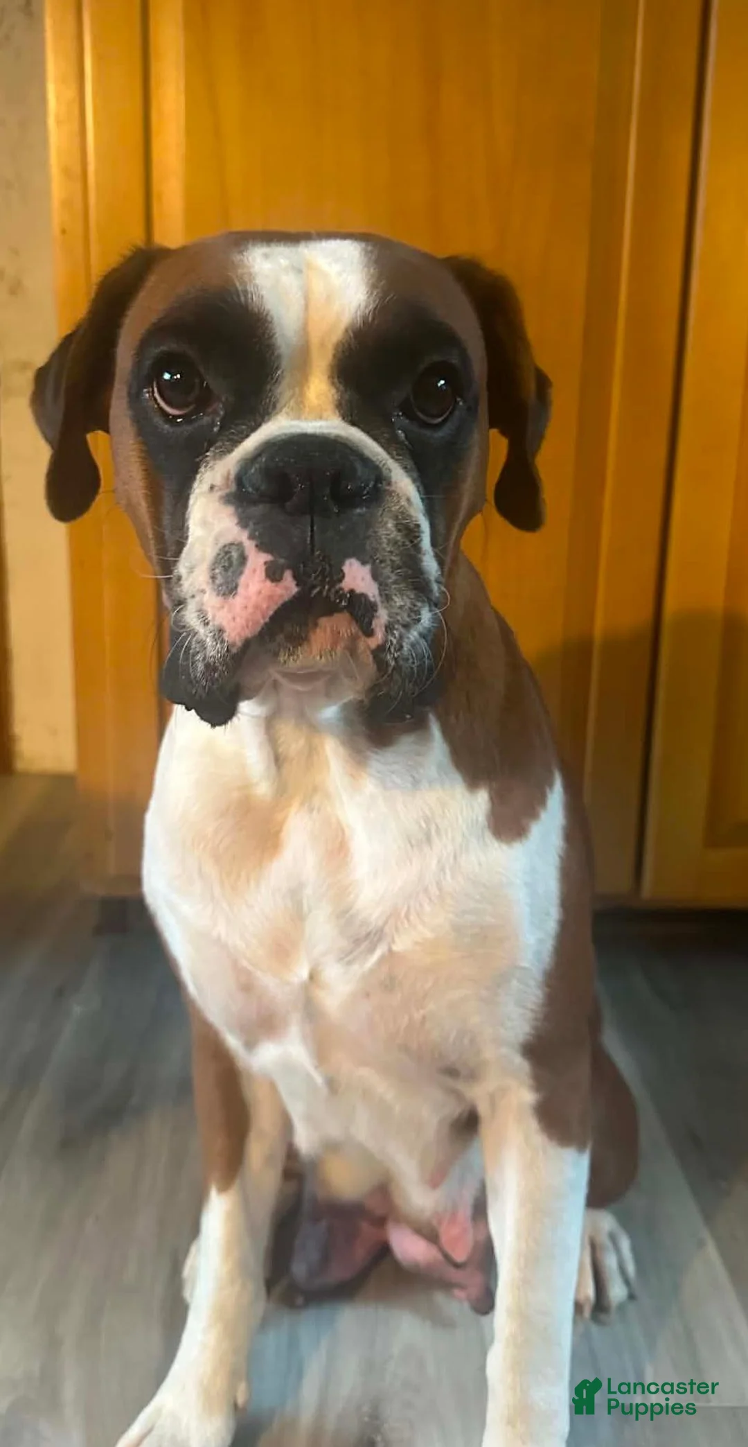 Boxer dogs for sale: Boxer 1 - Ad 6