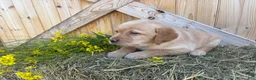 Labrador Retriever dogs for sale: Poppy - Ad 19