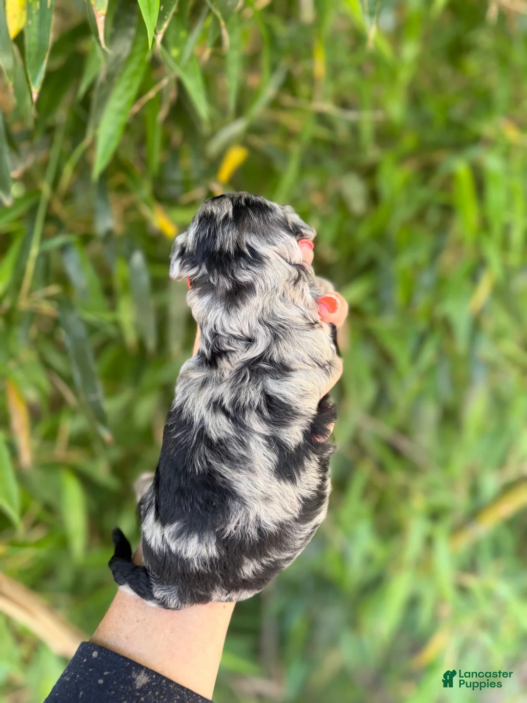 Mixed Breed dogs for sale: F1 toy Aussiedoodle Puppy 1 - Ad 2