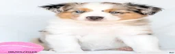 Miniature Australian Shepherd dogs for sale: Shayla - Ad 2