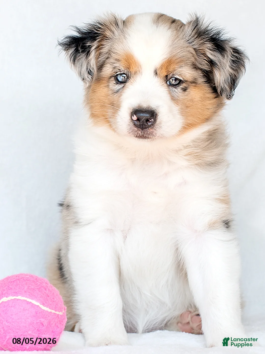 Miniature Australian Shepherd dogs for sale: Shayla - Ad 2