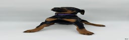 Doberman Pinscher dogs for sale: Purple - Ad 2