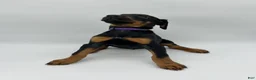 Doberman Pinscher dogs for sale: FULL AKC - Purple - Ad 9