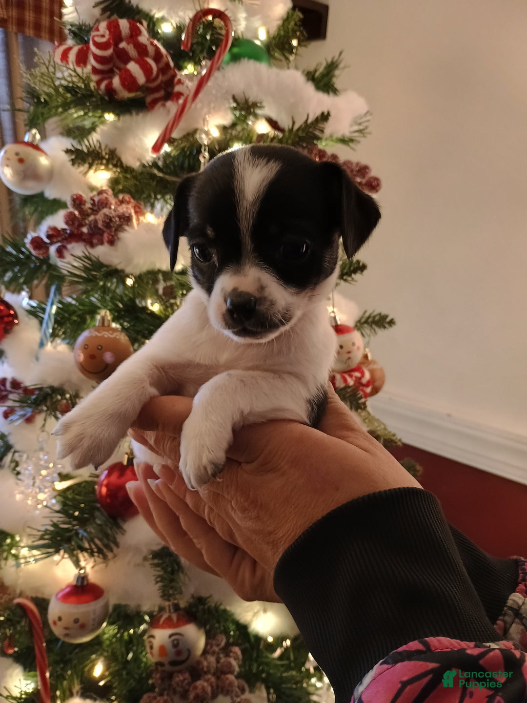 Chihuahua dogs for sale: Bell - Ad 1