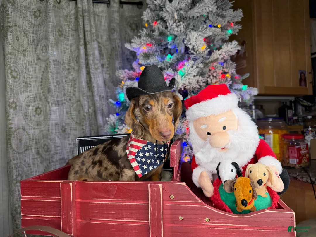 Miniature Dachshund dogs for sale: Rianna dappleShow boy - Ad 37