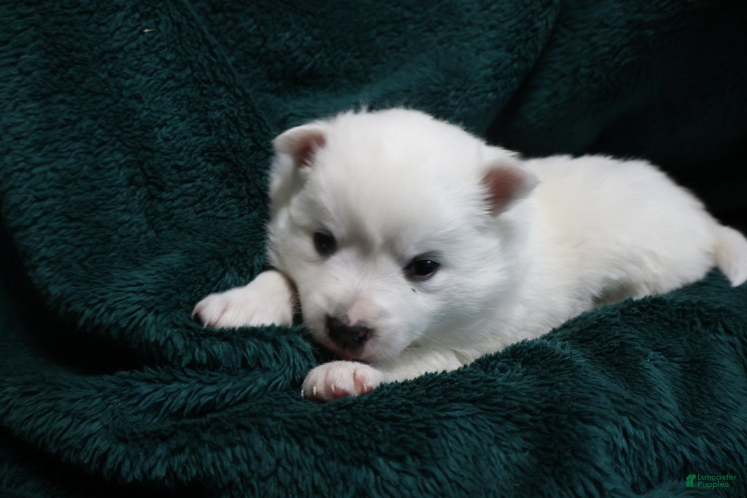 American Eskimo dogs for sale: Dimples - Ad 3