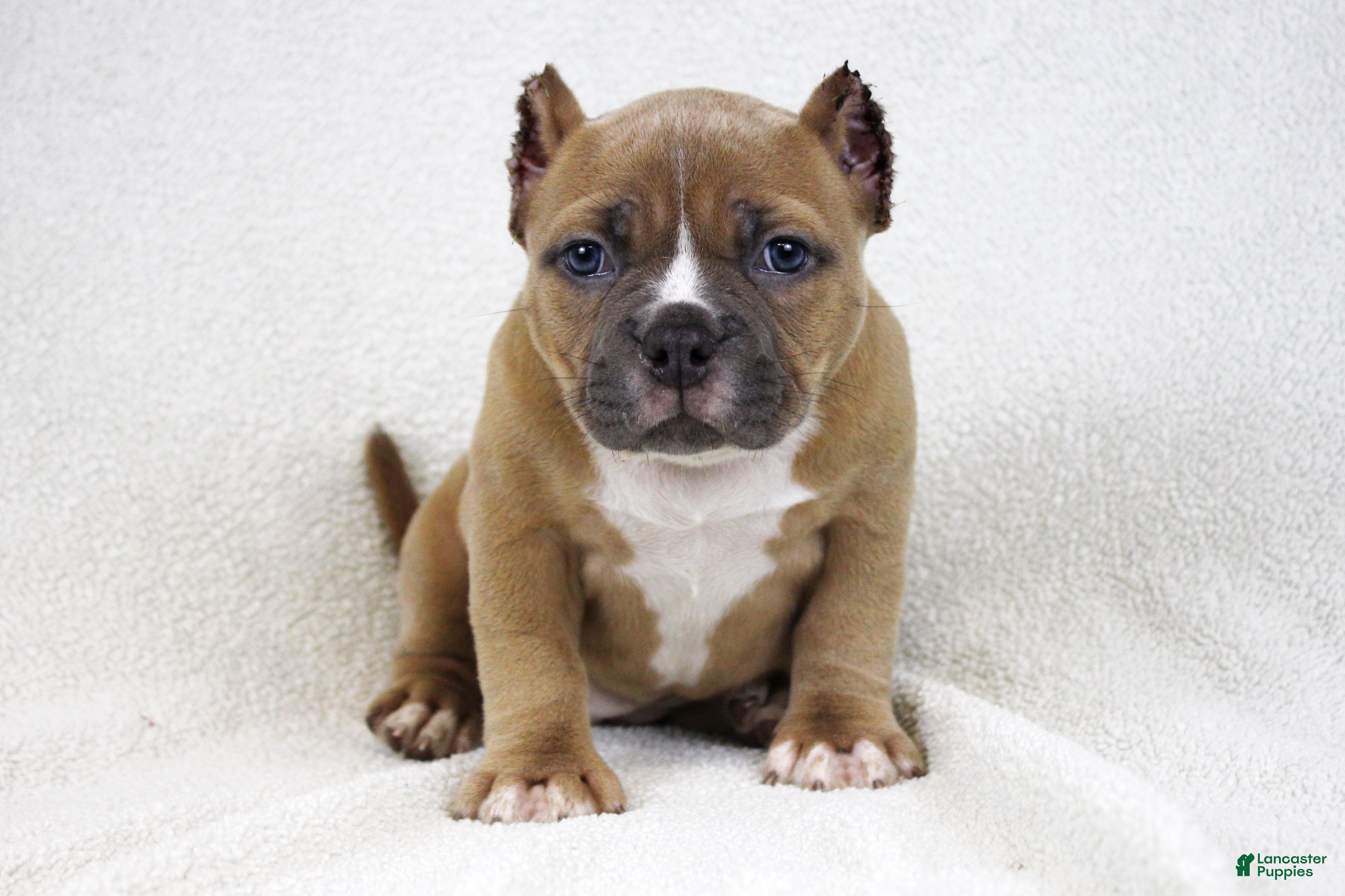 American Bully dogs Fawn Female - Ad 1