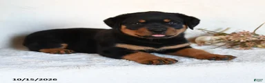 Trixie
