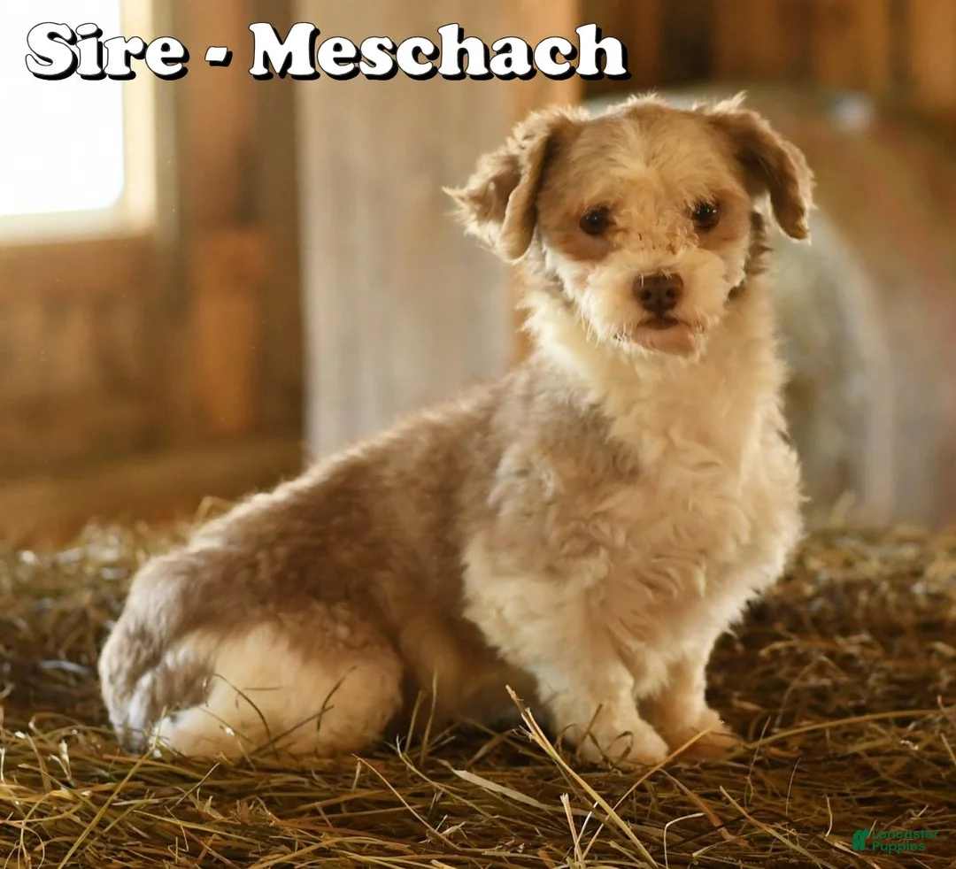 Havapoo dogs for sale: Chester - Ad 11