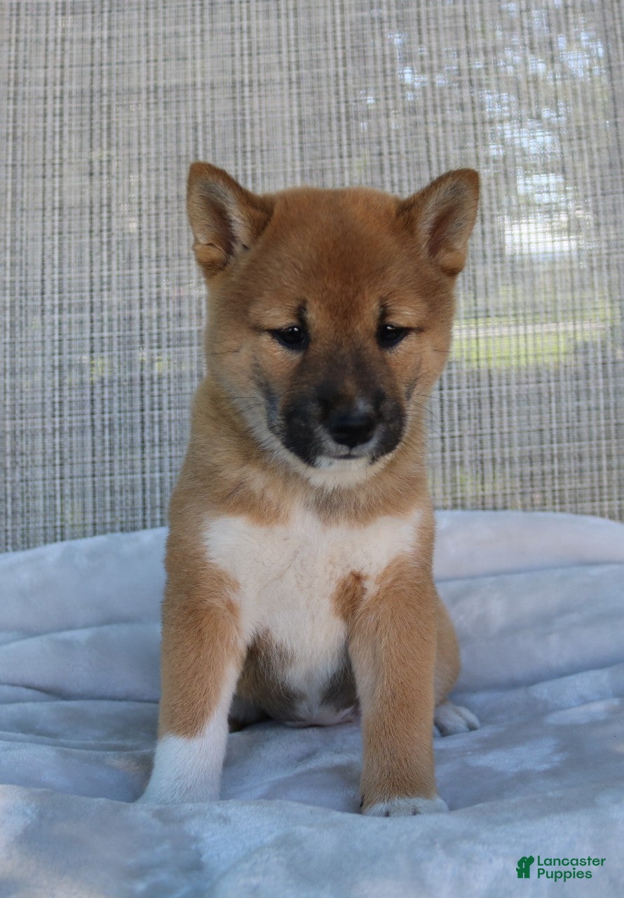 Shiba Inu dogs Luna - Ad 1