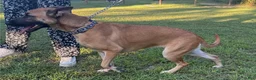 Mixed Breed dogs for sale: Katie - Ad 3