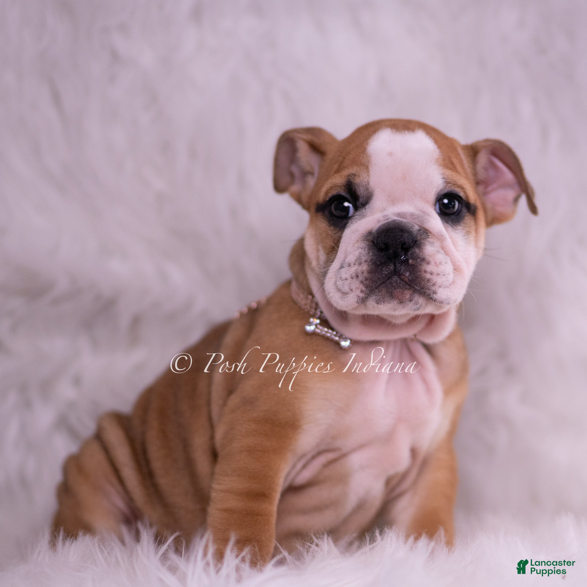 English Bulldog dogs Stasha - Ad 1