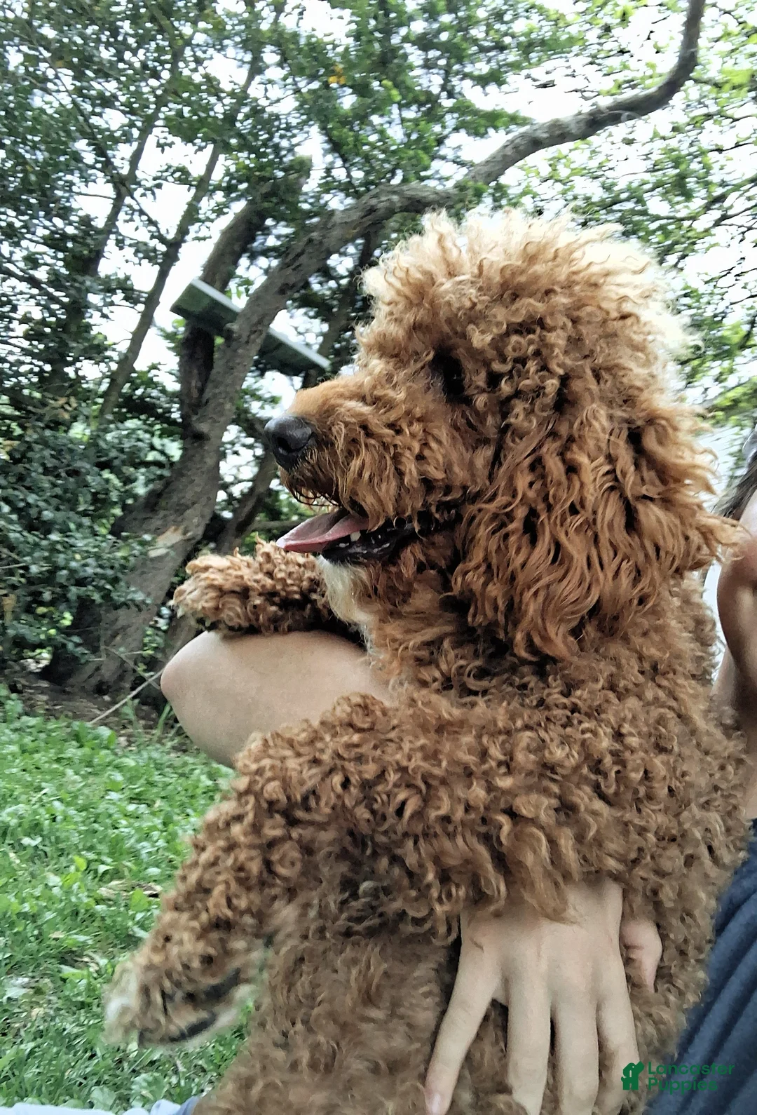 Mini Goldendoodle dogs for sale: Bentley  - Ad 2