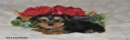 Yorkshire Terrier dogs for sale: Blake - Ad 4
