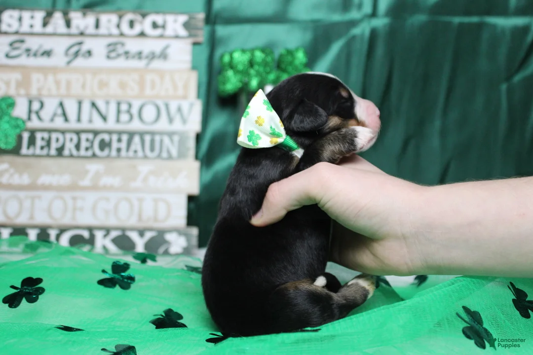 Bernese Mountain Dog dogs for sale: Moose  - Ad 3