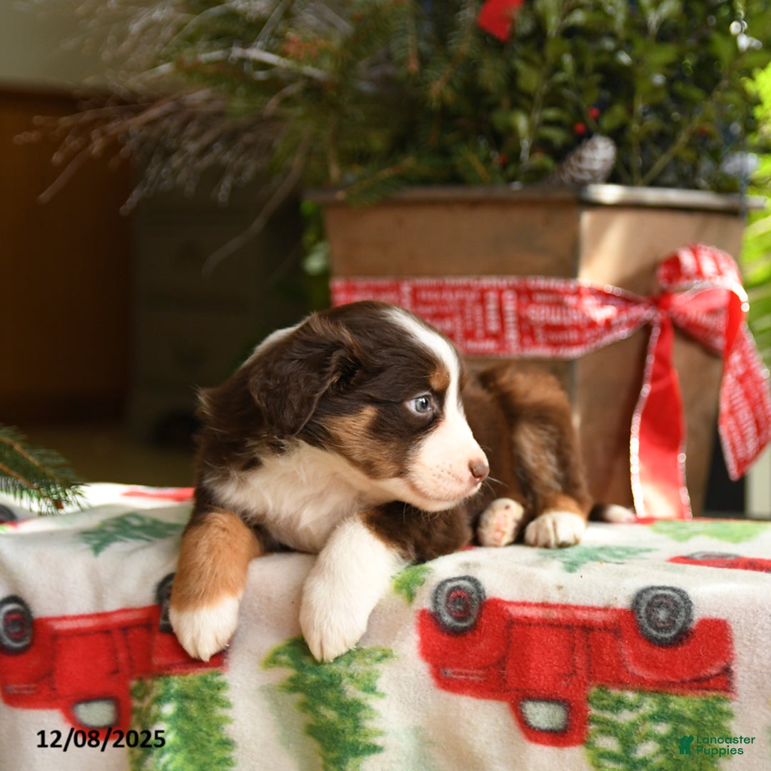 Australian Shepherd dogs for sale: Argus - Ad 3
