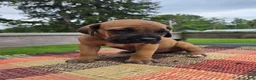 Cane Corso dogs for sale: AKC Viggo - Ad 2