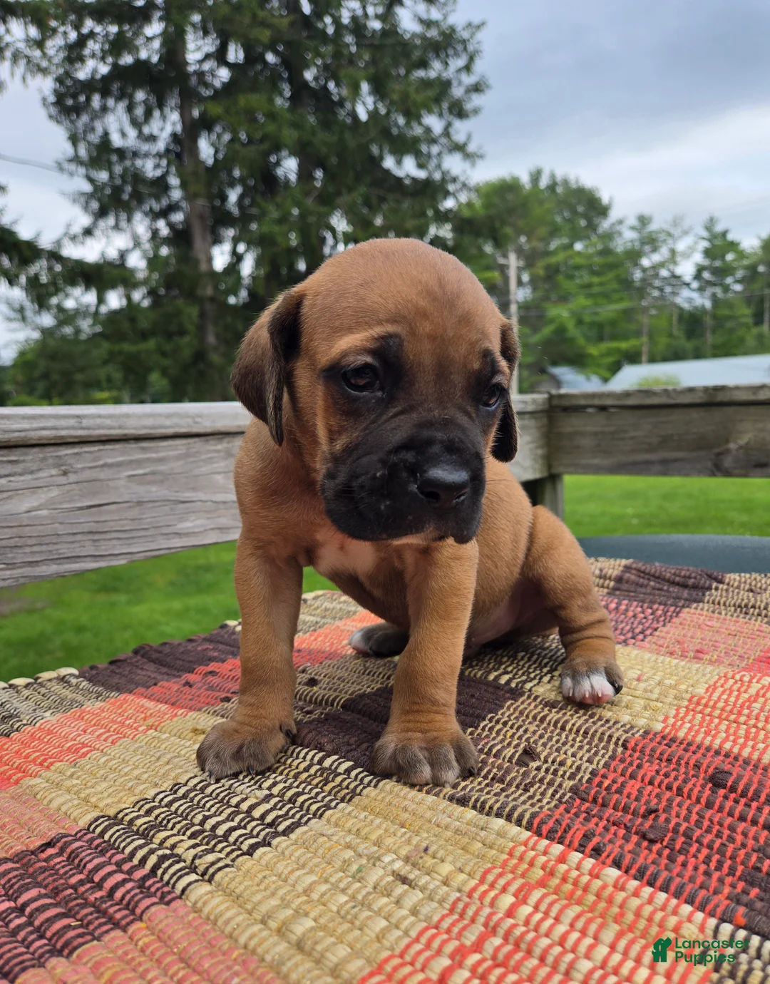 Cane Corso dogs for sale: AKC Viggo - Ad 2