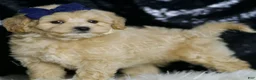 Maltipoo dogs for sale: Cosmo - Ad 5