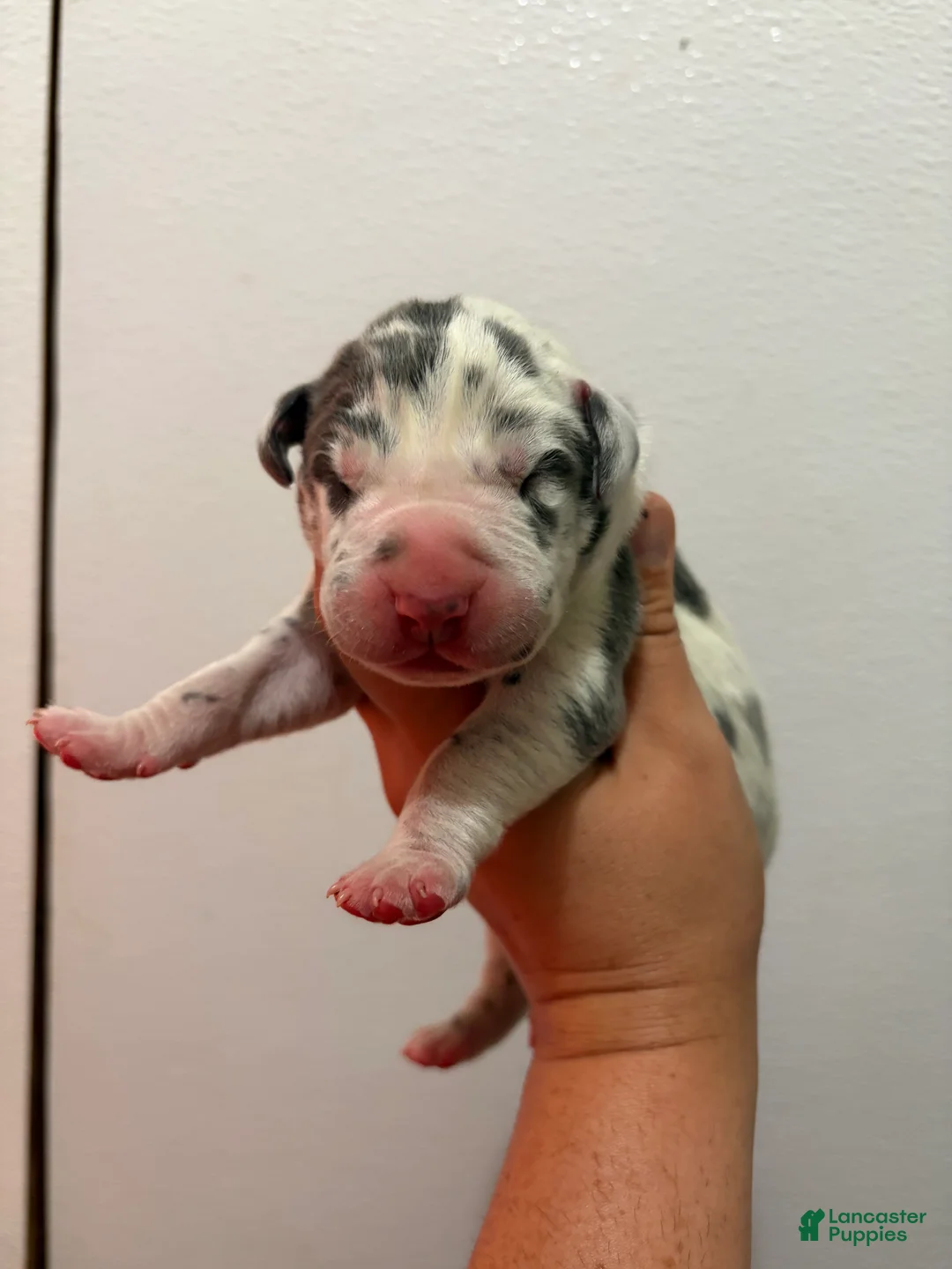 Great Dane dogs for sale: Cassidy  - Ad 10