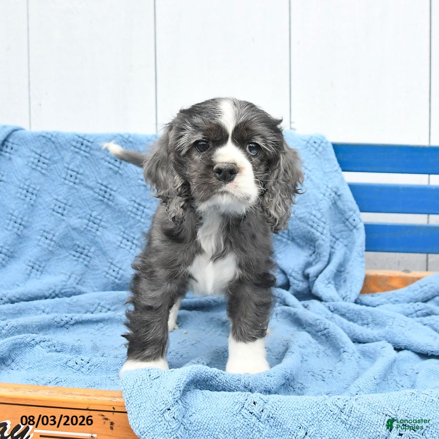 English Cocker Spaniel dogs Sunshine - Ad 2