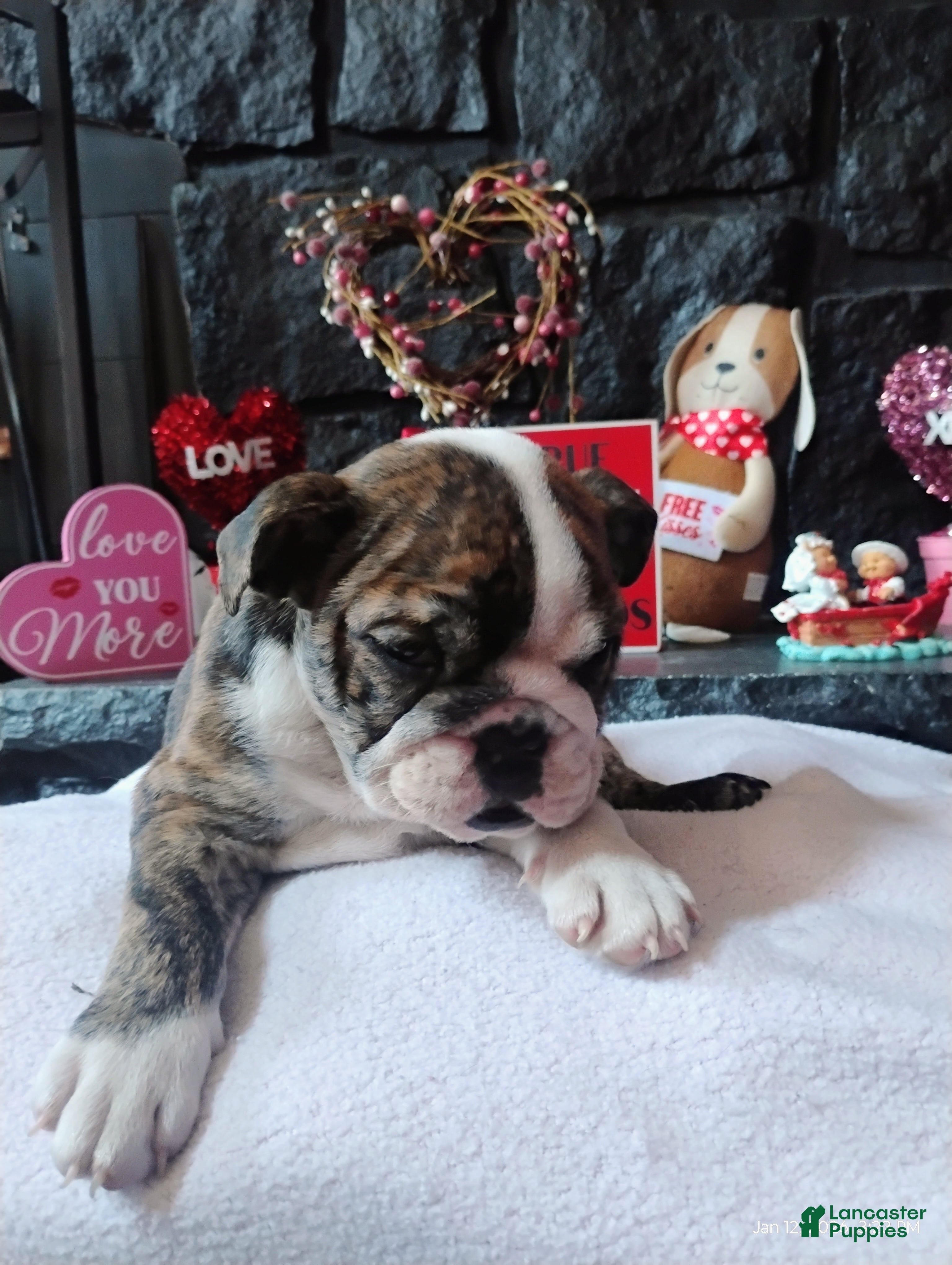 English Bulldog dogs Hershey  - Ad 12