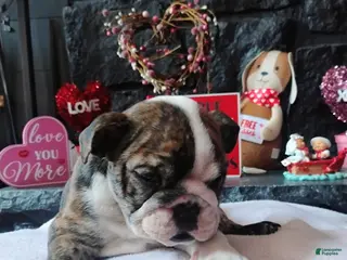 English Bulldog dogs Hershey - Ad 8