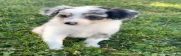 Mini Aussiedoodle dogs for sale: Cash - Ad 5