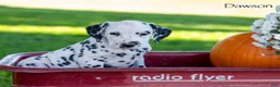 Dalmatian dogs for sale: Dawson - Ad 3