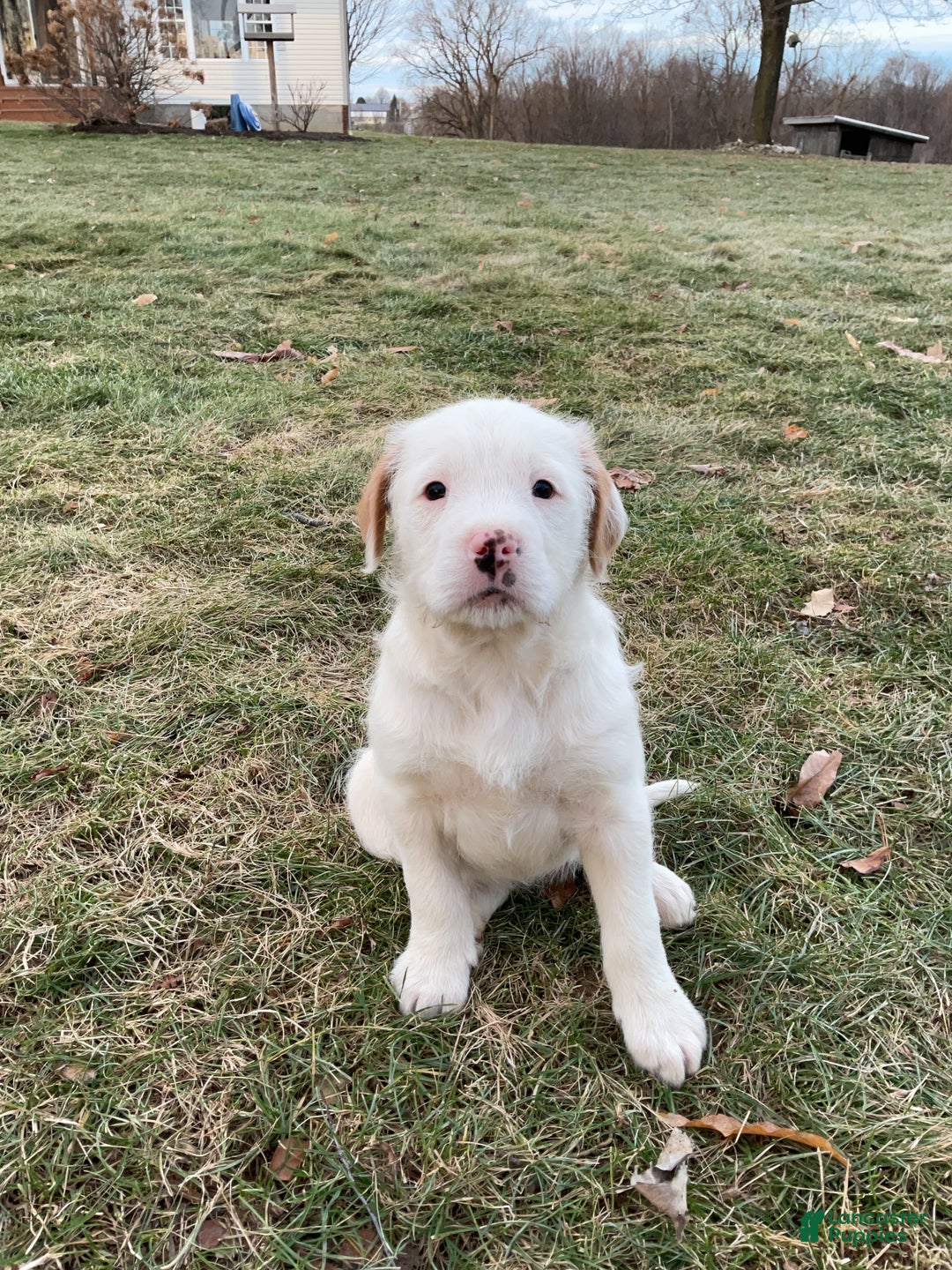 Mixed Breed dogs for sale:  Bernice - Ad 2