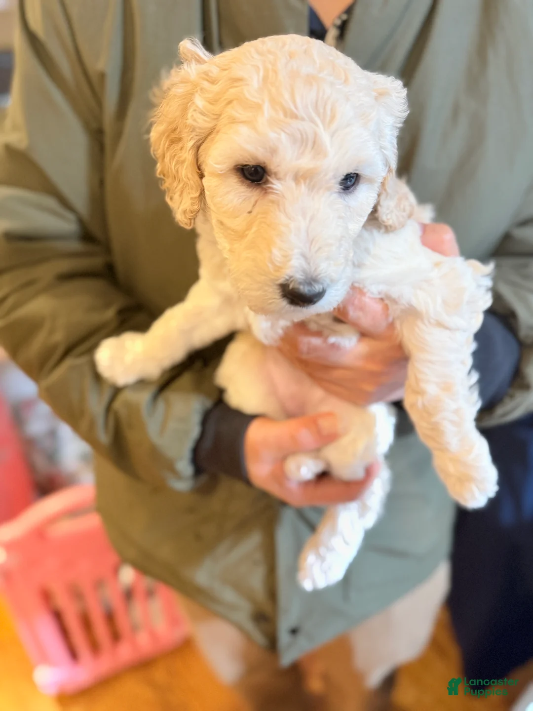 Standard Poodle dogs for sale: Standard Poodle Puppy 3 - Ad 4
