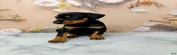 Doberman Pinscher dogs for sale: Poppy - Ad 3