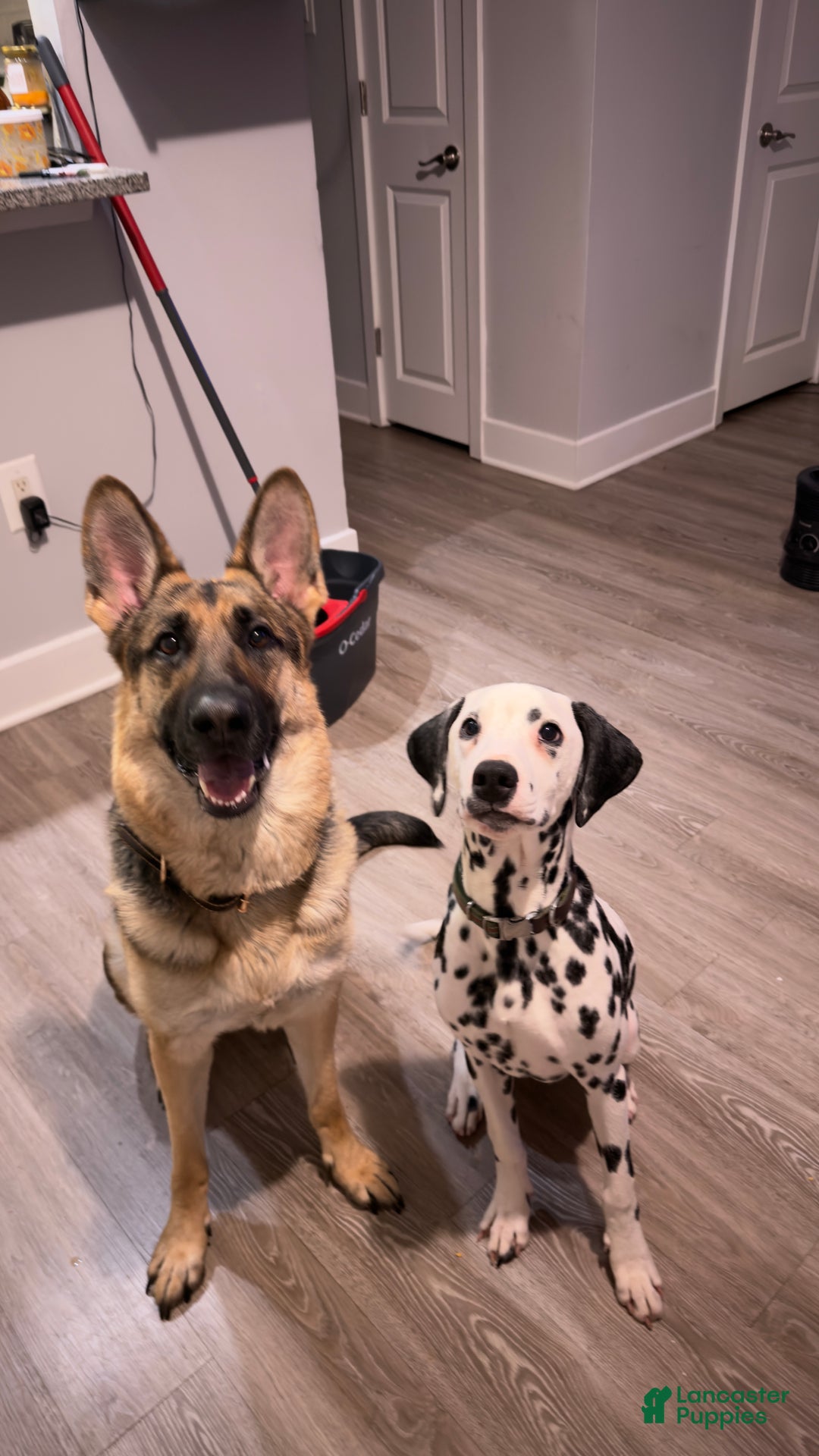 Dalmatian dogs for sale: Dalmatian Puppy 1 - Ad 9