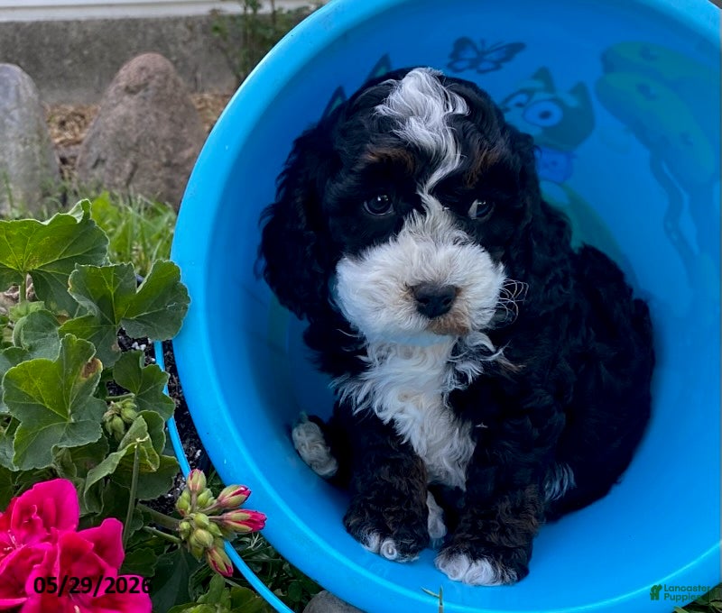 Cavapoo dogs Howard - Ad 2