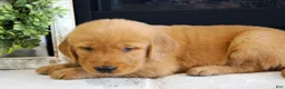 Golden Retriever dogs for sale: Daisy - Ad 5