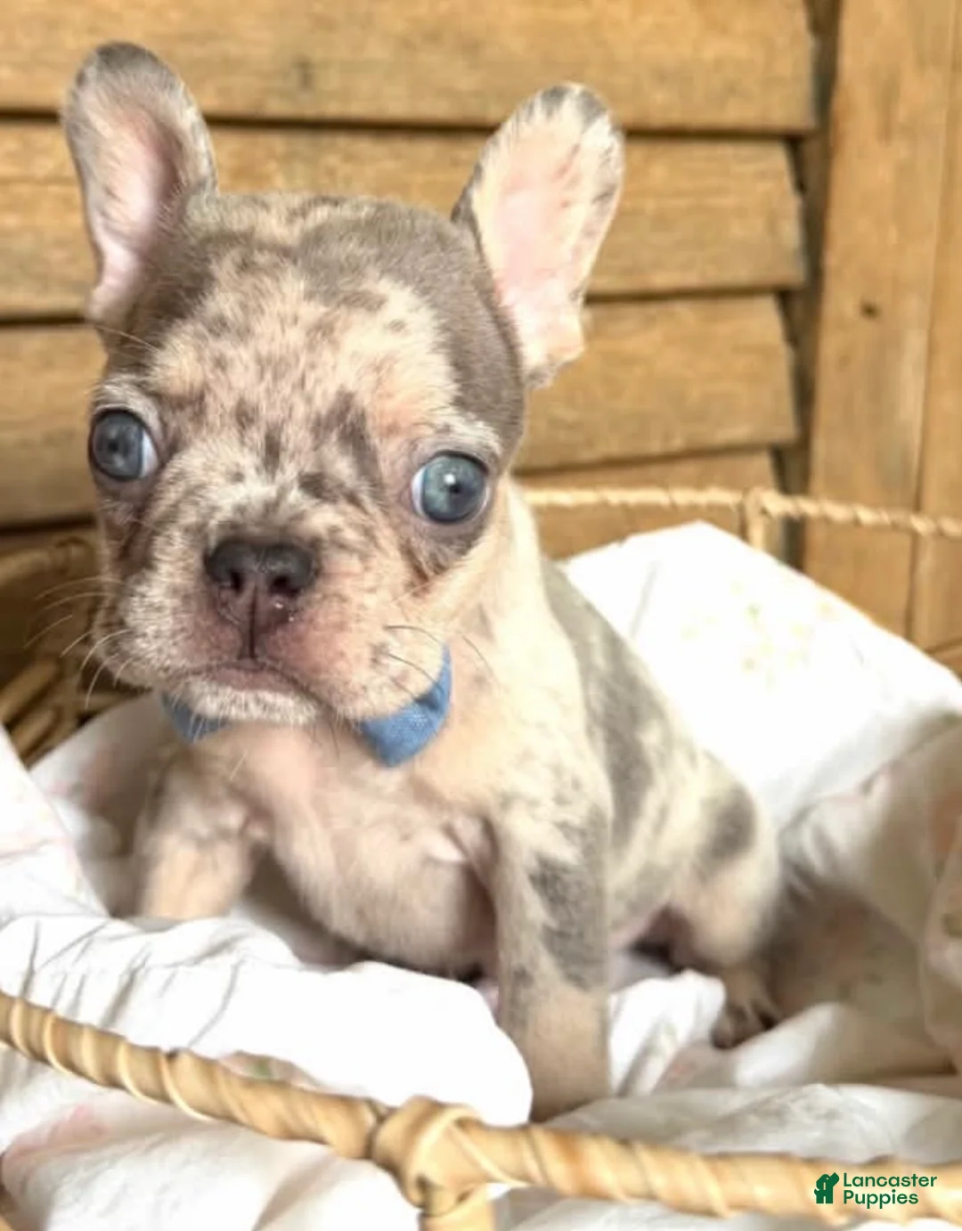 French Bulldog dogs for sale: French Bulldog 7 - Ad 1