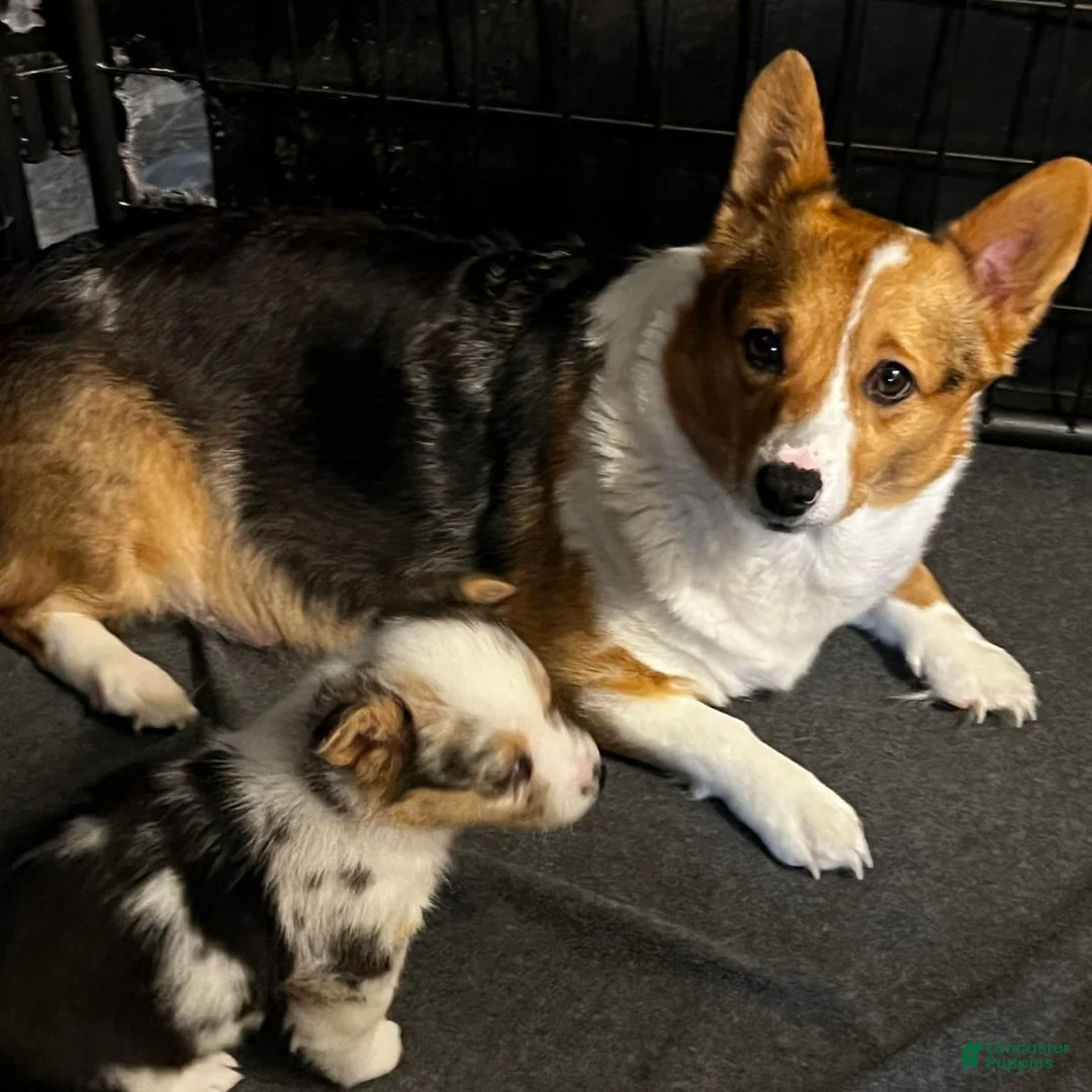 Gallery Image {{count}}