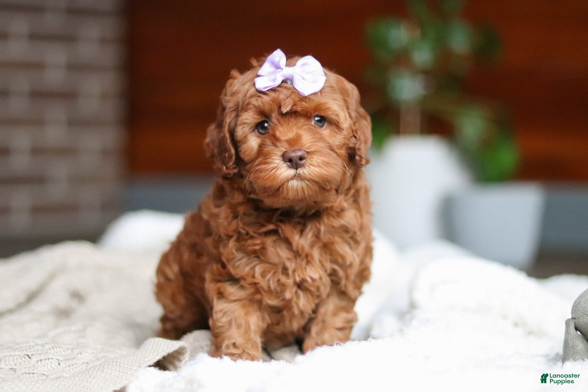 Cockapoo dogs Willow - Ad 2