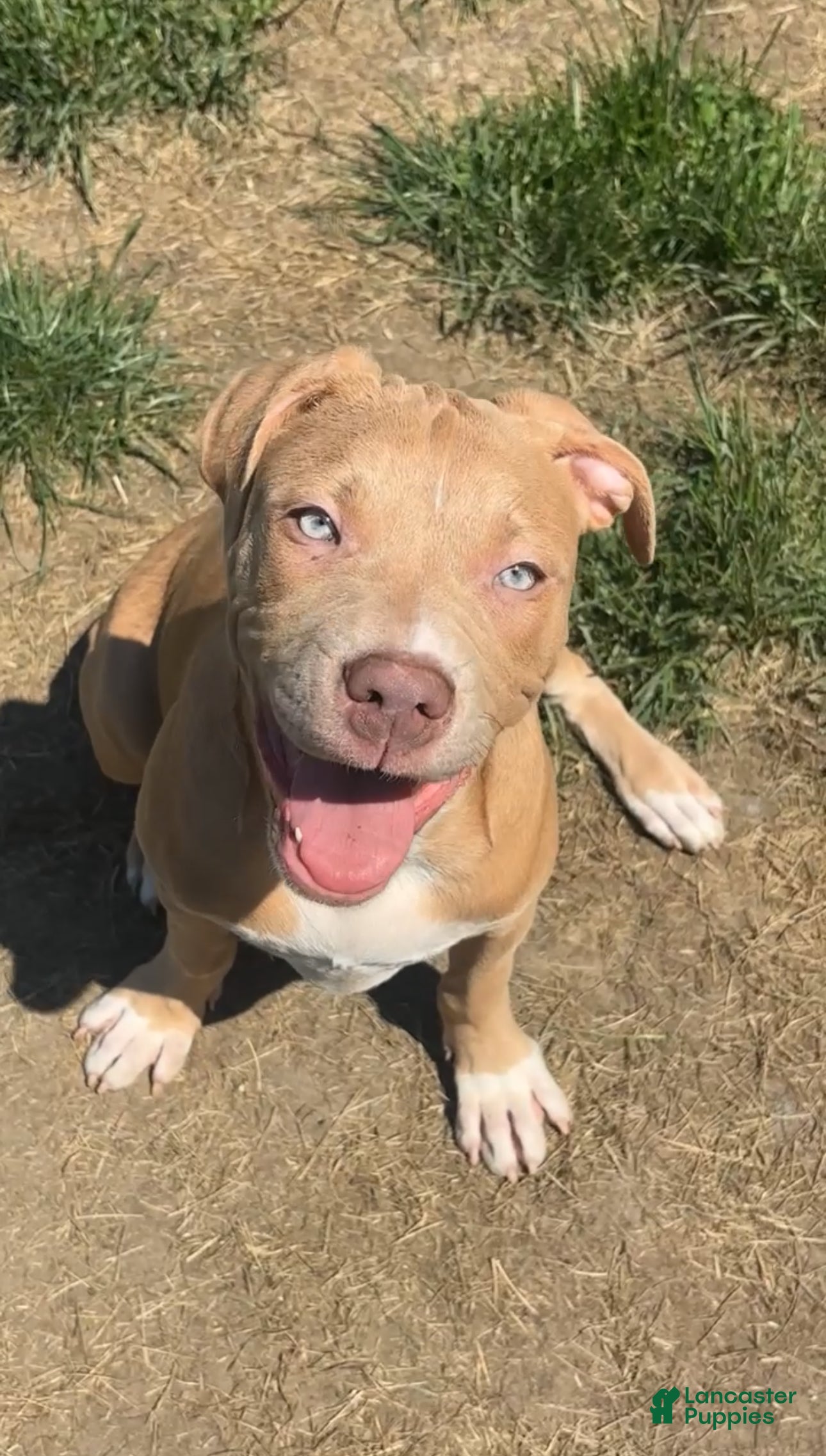 American Bully dogs American Bully 6 - Ad 1