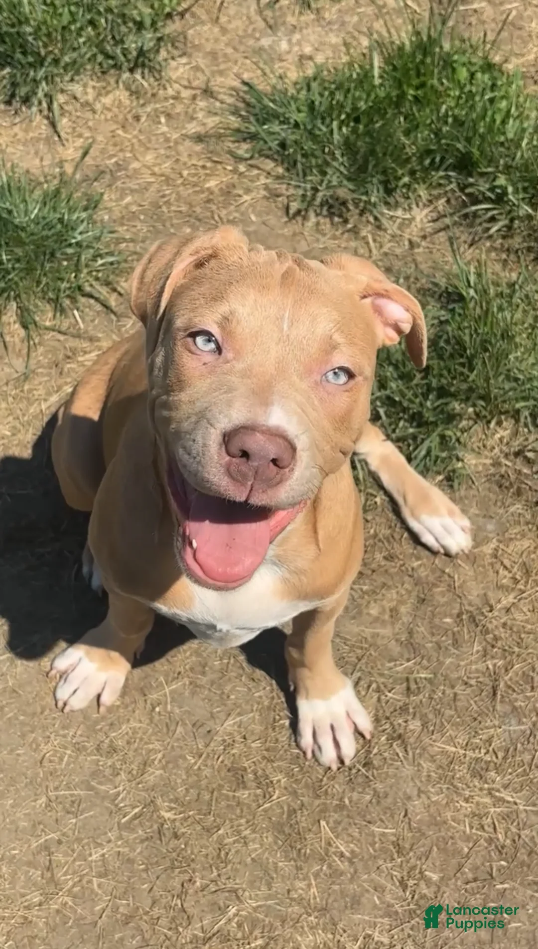 American Bully dogs for sale: American Bully 6 - Ad 1